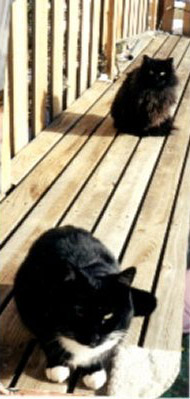 Whiskers and Sweetie on the porch