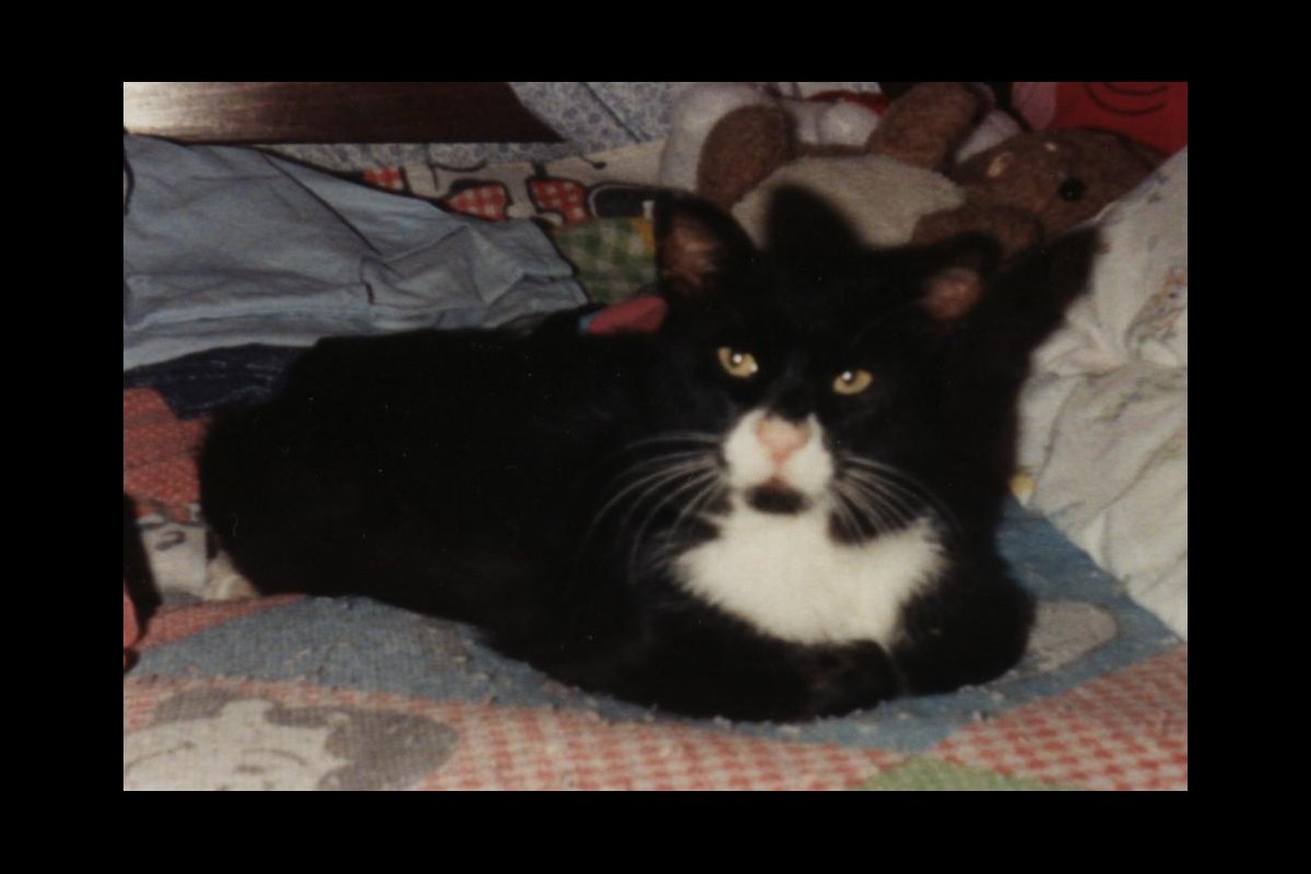 Mittens on my bed